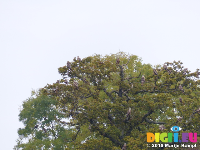 FZ022075 Red kites (Milvus milvus) in tree
